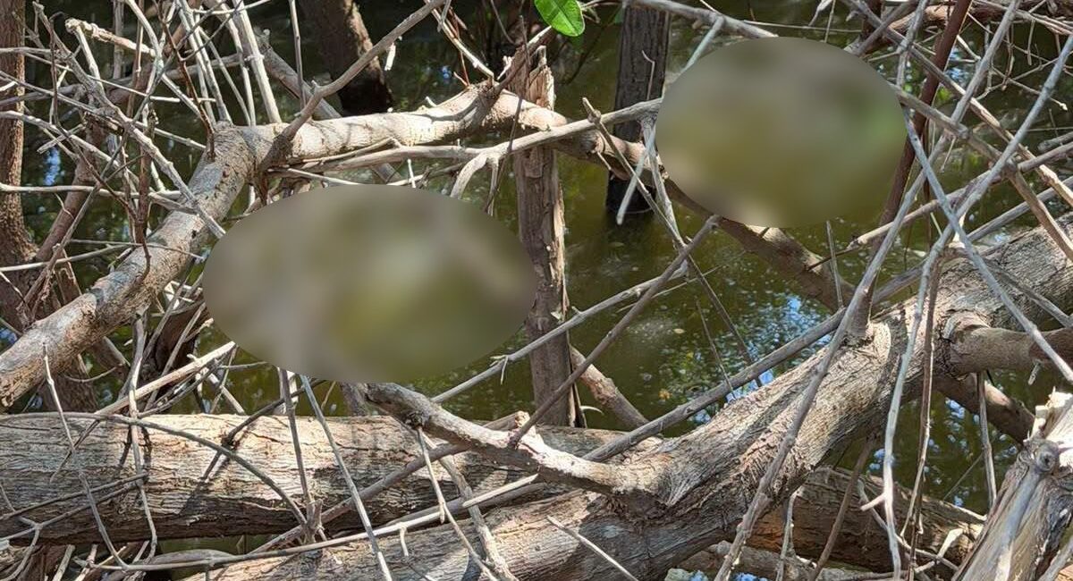 Madres Buscadoras localizan a una persona sin vida en el ejido Las Flores, Guasave, Sinaloa