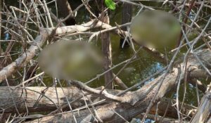 Madres Buscadoras localizan a una persona sin vida en el ejido Las Flores, Guasave, Sinaloa