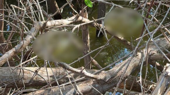 Madres Buscadoras localizan a una persona sin vida en el ejido Las Flores, Guasave, Sinaloa