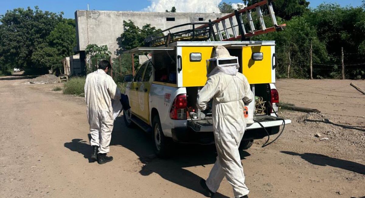 Rescatan a madre e hija de un enjambre de abejas en Guasave, Sinaloa