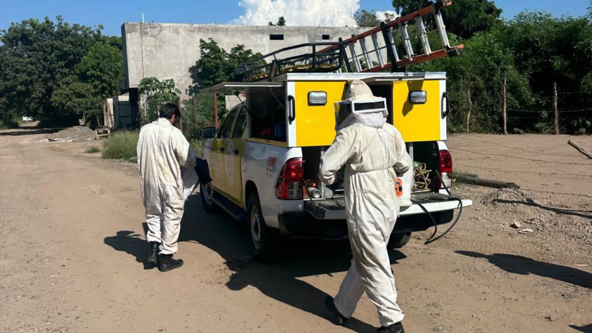 madre e hija son atacadas por abejas en guasave