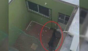 Todo el día bajo la lluvia, así captan a dos mascotas ser descuidadas en Mazatlán; piden la intervención por presunto maltrato animal