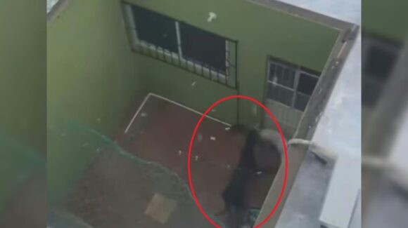 Todo el día bajo la lluvia, así captan a dos mascotas ser descuidadas en Mazatlán; piden la intervención por presunto maltrato animal