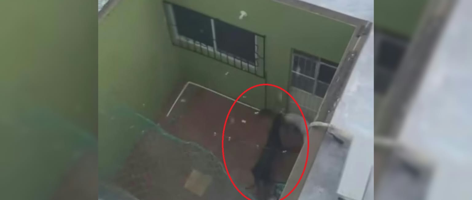 Maltrato animal en Mazatlán