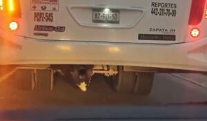 ¿Por qué se escondió en el chasis de un camión? Menor es captado debajo de un camión en movimiento, en Querétaro