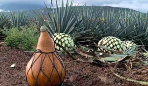 ¡Por fin! Le dan a Mazatlán, San Ignacio, Concordia y Rosario la Denominación de Origen Mezcal; ya es oficial en el DOF