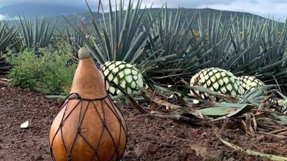 ¡Por fin! Le dan a Mazatlán, San Ignacio, Concordia y Rosario la Denominación de Origen Mezcal; ya es oficial en el DOF