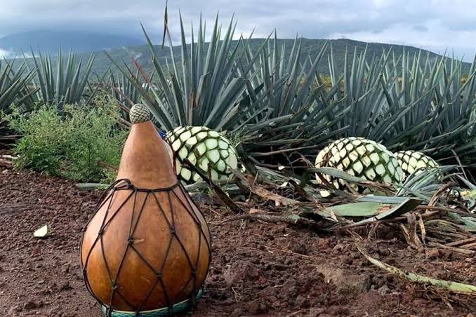 ¡Por fin! Le dan a Mazatlán, San Ignacio, Concordia y Rosario la Denominación de Origen Mezcal; ya es oficial en el DOF