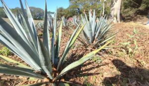 Prevé Economía incremento de siembra de agave en Sinaloa tras obtención de la Denominación de Origen; hay 6 mil hectáreas y mil certificadas