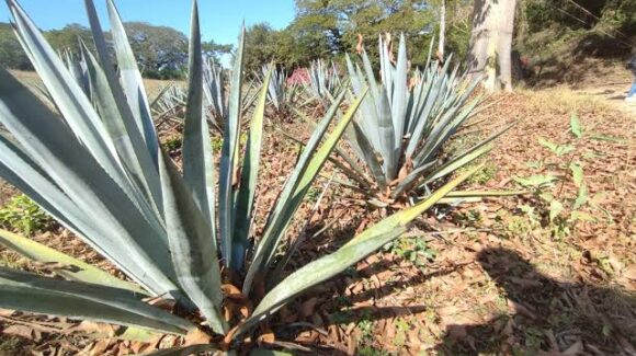 Prevé Economía incremento de siembra de agave en Sinaloa tras obtención de la Denominación de Origen; hay 6 mil hectáreas y mil certificadas