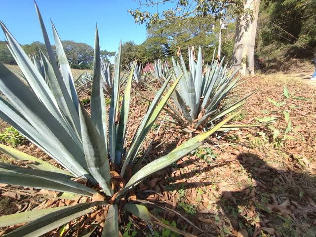 Le dan a Mazatlán, San Ignacio, Concordia y Rosario la Denominación de Origen Mezcal