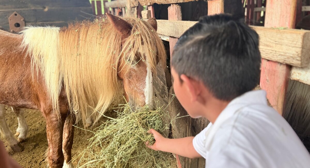 Disfrutan niños de Casa Hogar Santa Eduwiges de Los Mochis, Sinaloa, una experiencia de convivencia con animales