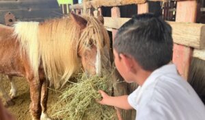 Disfrutan niños de Casa Hogar Santa Eduwiges de Los Mochis, Sinaloa, una experiencia de convivencia con animales