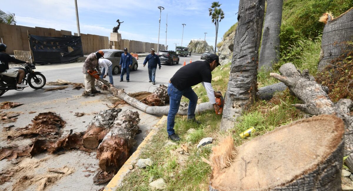 ¡Fuera palmas secas y ramas peligrosas! Mazatlán, Sinaloa acelera limpieza ante el huracán Simón