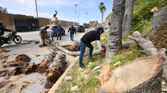 ¡Fuera palmas secas y ramas peligrosas! Mazatlán, Sinaloa acelera limpieza ante el huracán Simón