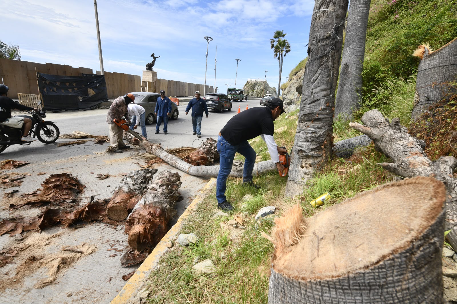 Palmas secas en Mazatlán