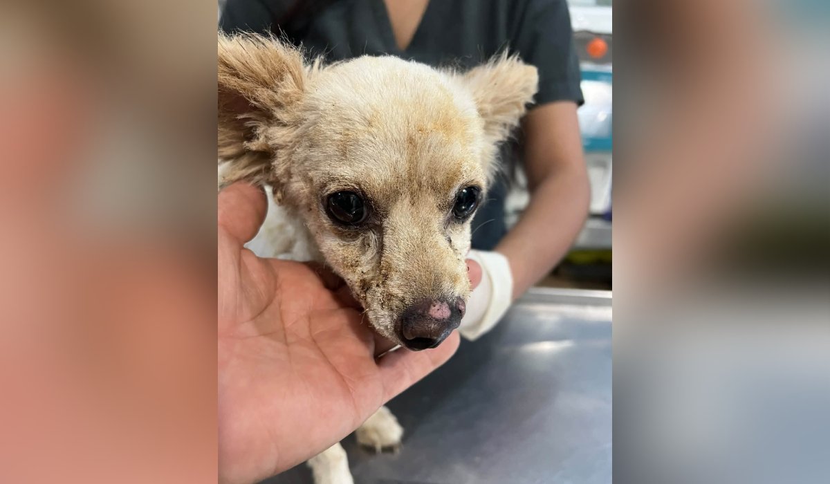 Perrita Lili, sobreviviente a la explosión de una casa en Guasave