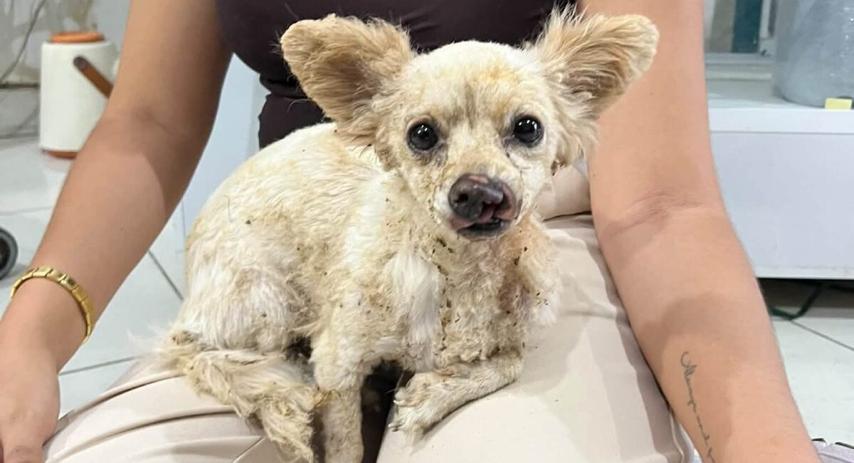 Sobrevivió 24 horas entre los escombros: Lili, la perrita de doña Reyes y don Francisco, un rayo de esperanza en Guasave