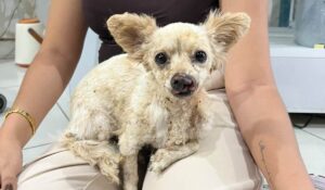 Sobrevivió 24 horas entre los escombros: Lili, la perrita de doña Reyes y don Francisco, un rayo de esperanza en Guasave