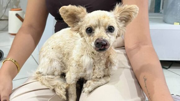 Sobrevivió 24 horas entre los escombros: Lili, la perrita de doña Reyes y don Francisco, un rayo de esperanza en Guasave