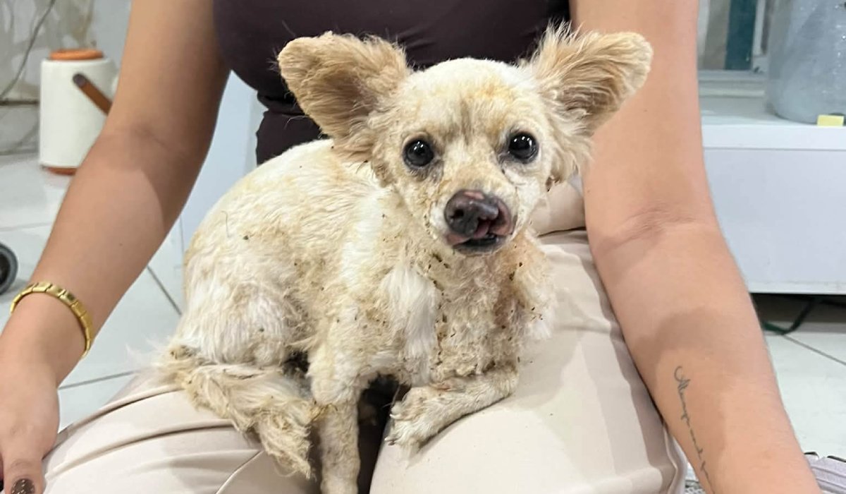 Perrita Lili, sobreviviente a la explosión de una casa en Guasave