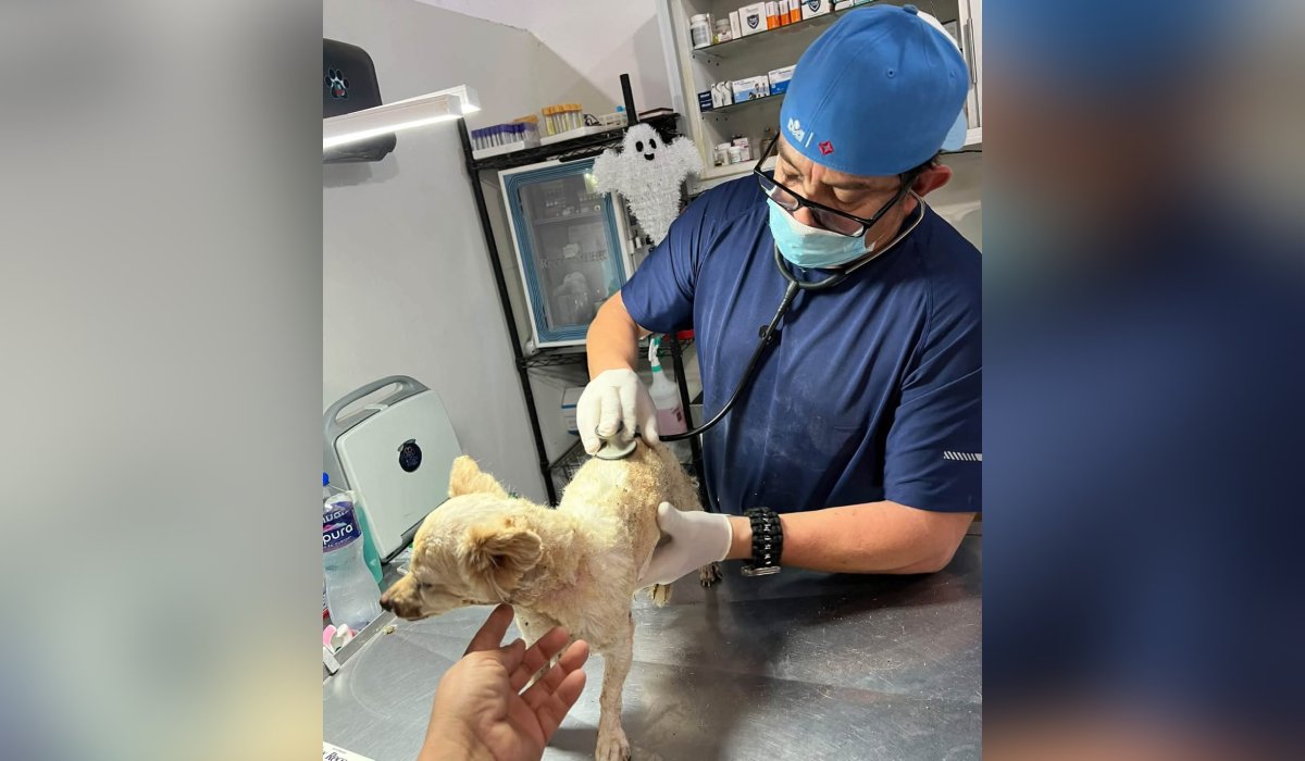Perrita Lili, sobreviviente a la explosión de una casa en Guasave