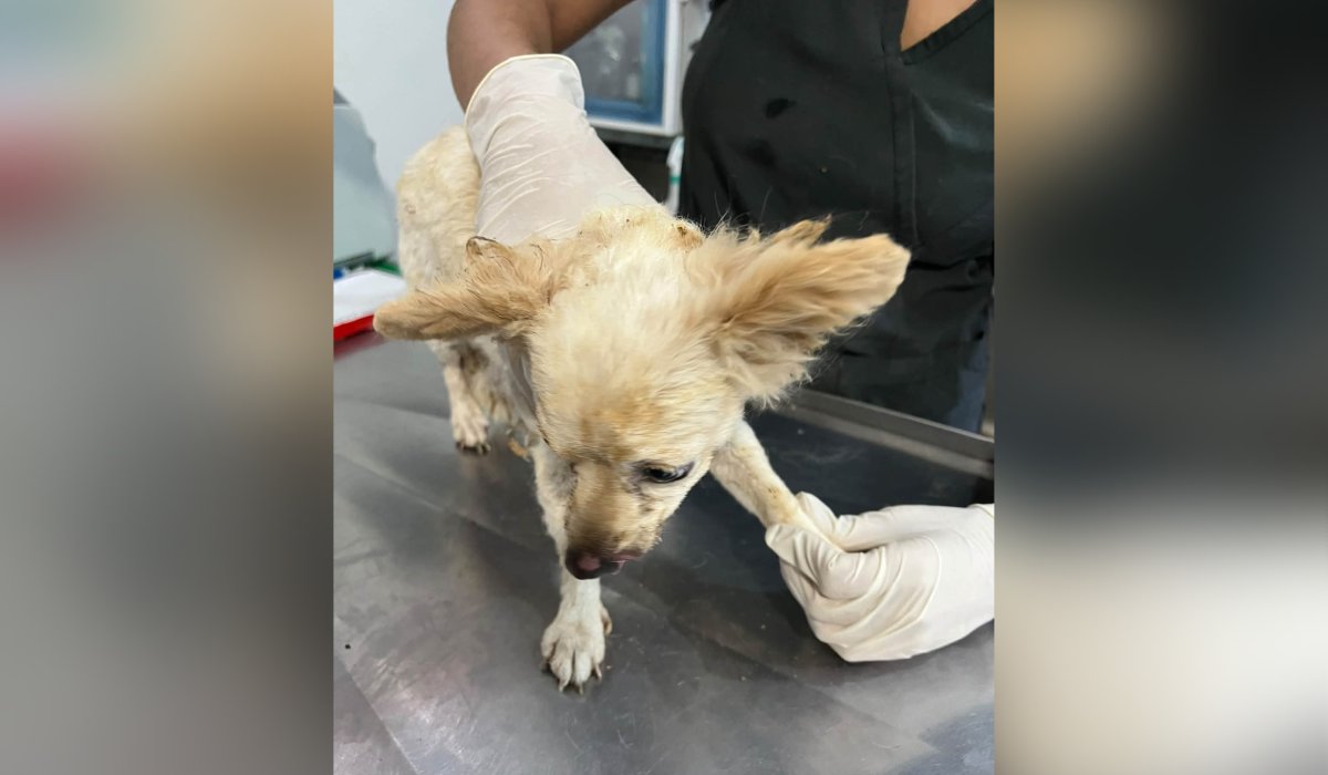 Perrita Lili, sobreviviente a la explosión de una casa en Guasave