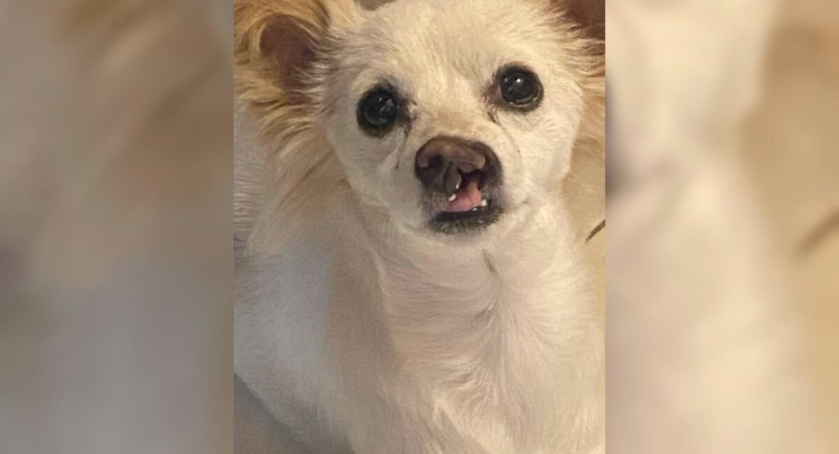 Su nombre es Mili, por Milagros, la perrita que ha vencido cuatro veces a la muerte; incluida la explosión que arrebató la vida a sus dueños, en Guasave