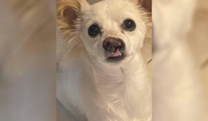Su nombre es Mili, por Milagros, la perrita que ha vencido cuatro veces a la muerte; tras la explosión que arrebató la vida a sus dueños, en Guasave