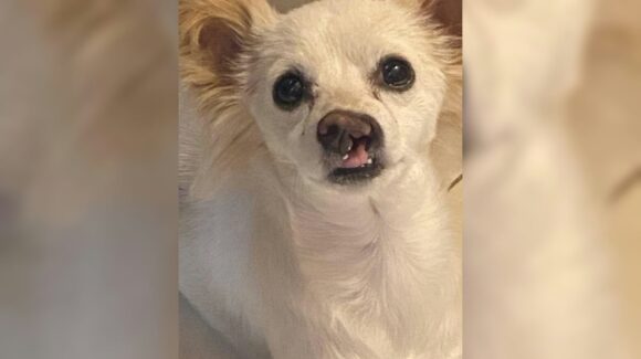 Su nombre es Mili, por Milagros, la perrita que ha vencido cuatro veces a la muerte; tras la explosión que arrebató la vida a sus dueños, en Guasave