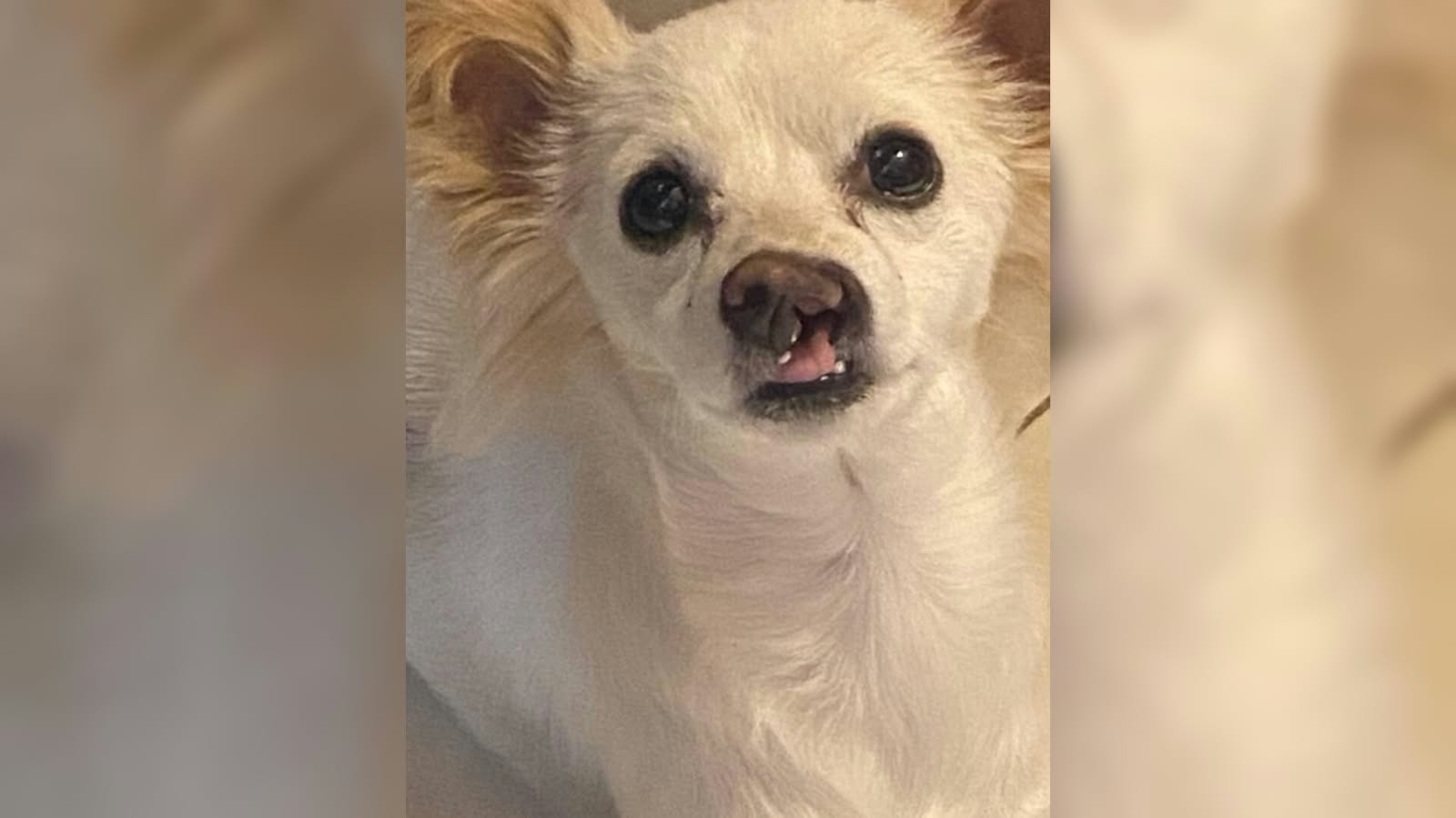 Perrita Mili