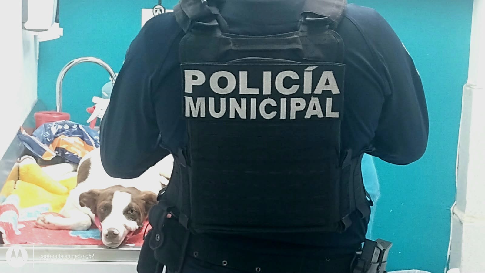El Pinto, perrito herido de bala tras ataque armado en Culiacán
