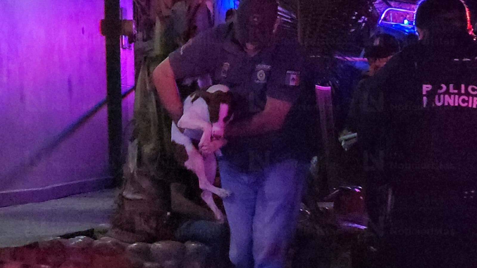 Perro resulta herido de bala tras ataque armado contra vivienda en La Progreso, de Culiacán