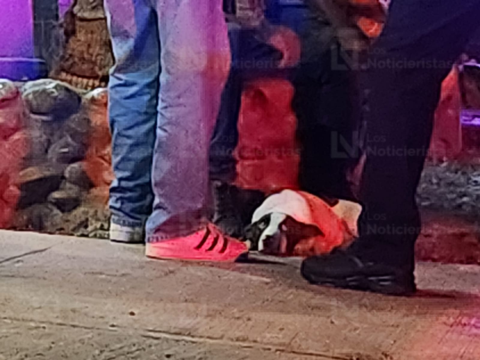 Perro resulta herido de bala tras ataque armado contra vivienda en La Progreso, de Culiacán