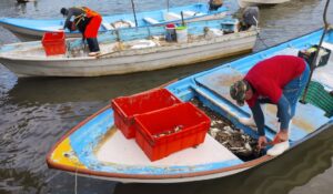 Pescadores de la Bahía Santa María salen a la pesca; le apostarán más a la jaiba que al camarón