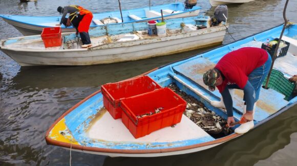 Pescadores de la Bahía Santa María salen a la pesca; le apostarán más a la jaiba que al camarón
