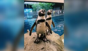 Pingüinos