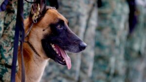 plan dn iii e cumple 60 años de apoyo a la poblacion mascota
