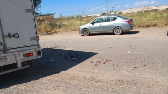 Reportan ponchallantas en varios puntos de Guasave; alertan a automovilistas