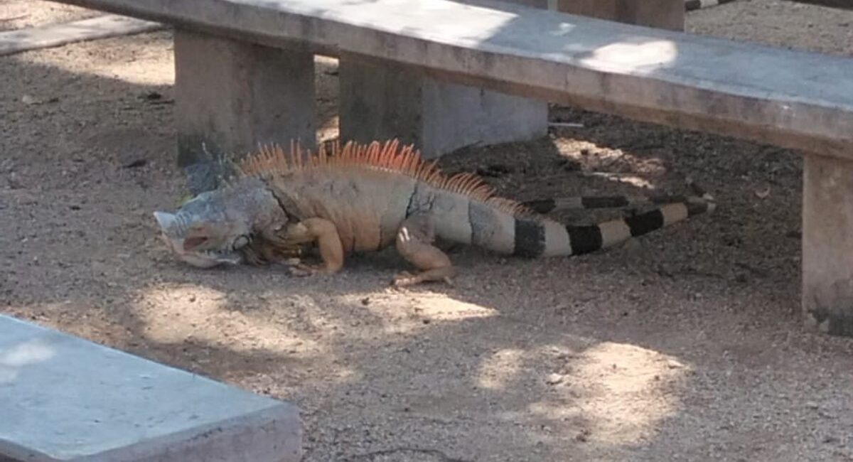 Reubicarán iguanas del preescolar Nueva Creación de Angostura para evitar riesgos a niños y maestros