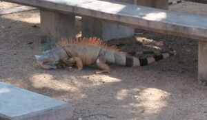 Reubicarán iguanas del preescolar Nueva Creación de Angostura para evitar riesgos a niños y maestros