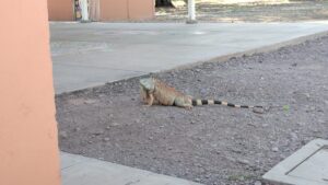 reubicaran iguanas del preescolar nueva creacion de angostura sin