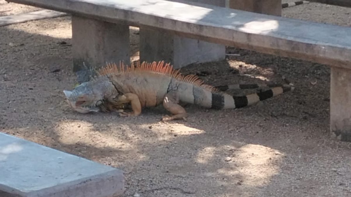reubicaran iguanas del preescolar nueva creacion de angostura