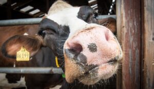 Sequía en Mazatlán obliga a vender 200 vacas lecheras en 10 días; se echa a perder la actividad en la cuenca de Sinaloa: Ganaderos