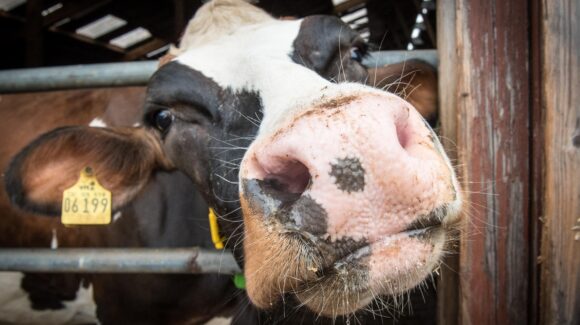 Sequía en Mazatlán obliga a vender 200 vacas lecheras en 10 días; se echa a perder la actividad en la cuenca de Sinaloa: Ganaderos